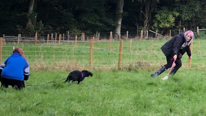 Does Your Dog Lack Focus? 2
