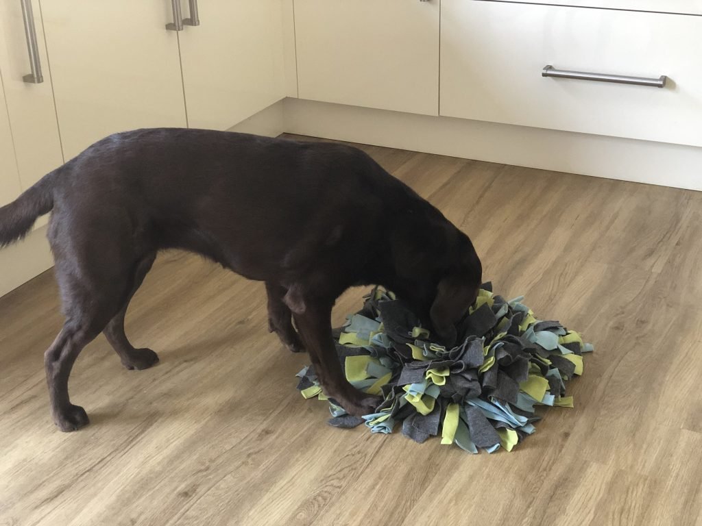 How To Use Your Dog's Dinner For Enrichment 3