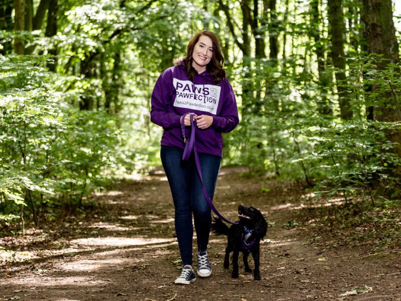 Spaniel training