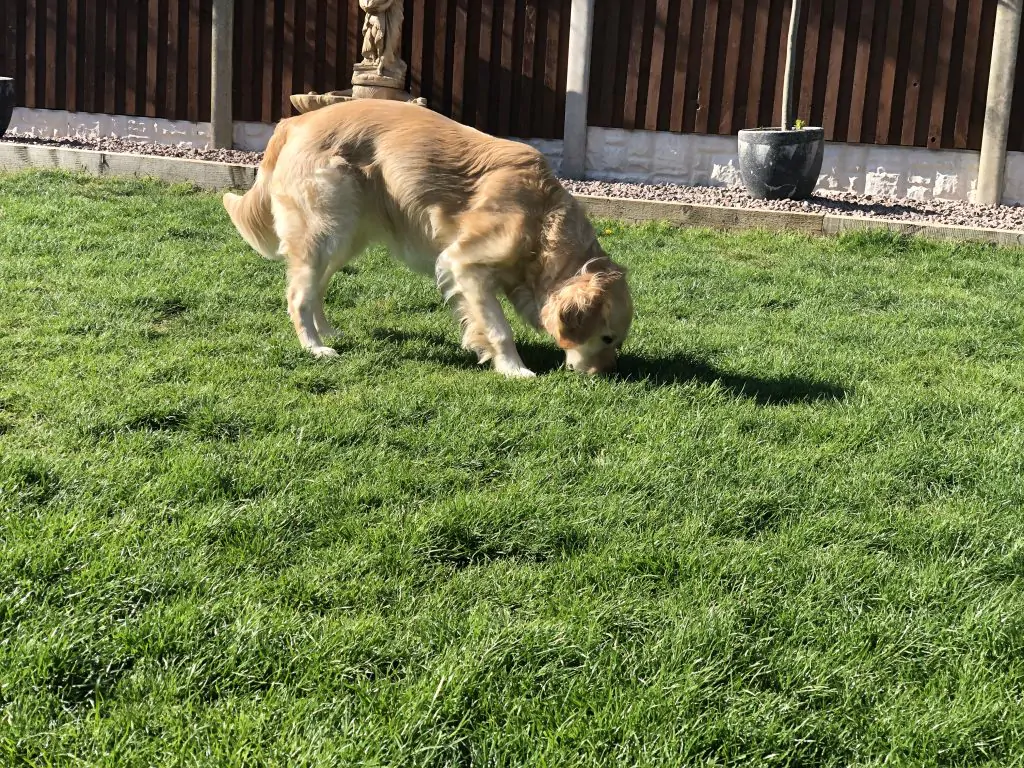 How To Use Your Dog's Dinner For Enrichment 2
