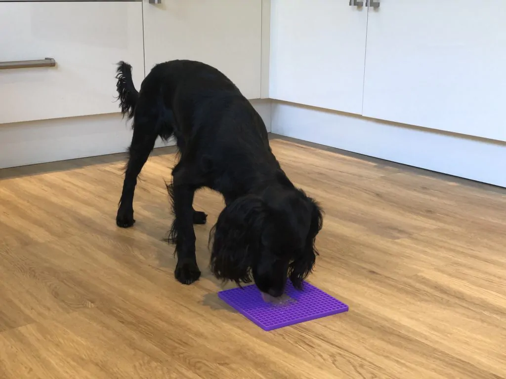 Ways to Enrich Your Dog's Life During Lockdown 2